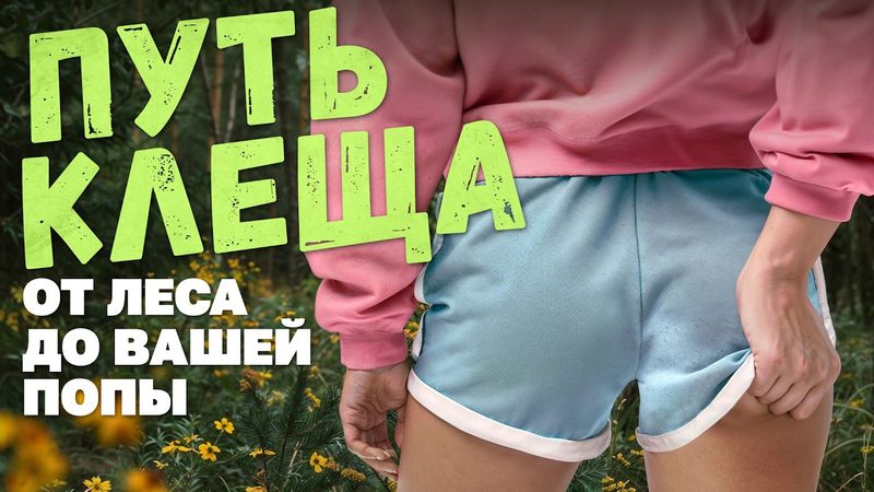 Путь клеща: от рождения до вашей попы