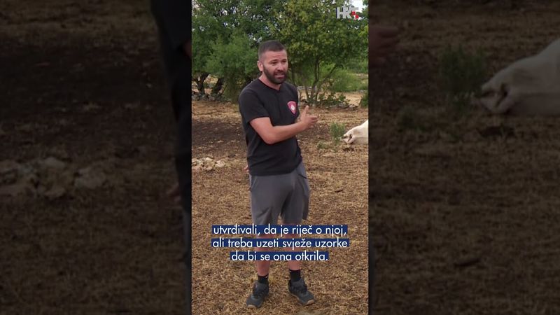 Očajni stočari u Dalmatinskoj zagori