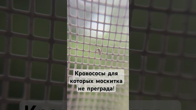 Материал подготовлен при поддержке гранта Минобрнауки России в рамках Десятилетия науки и технологий