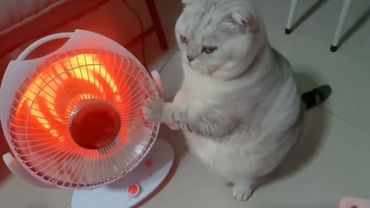 Funniest cats videos compilation | Animaly 125