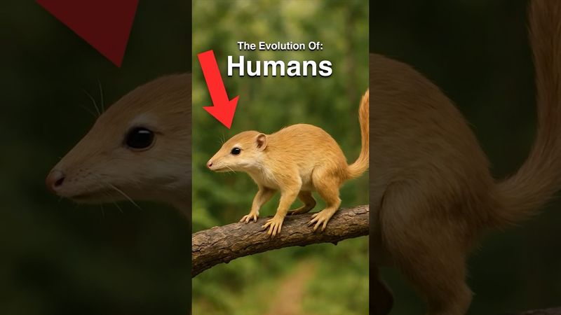 Human Evolution in Under 60 Seconds