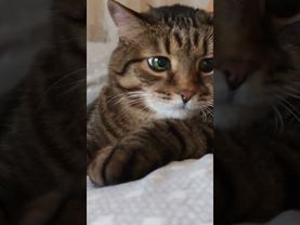 Бескорыстная ❤😻🙀🤣 #cat #кот #юмор #котушка #приколы #цитаты