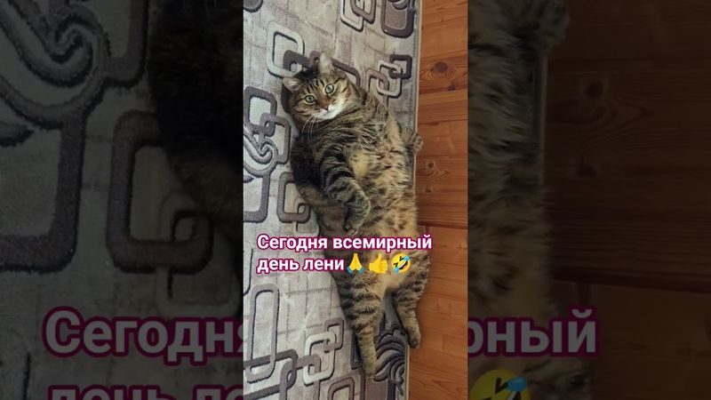 День лени 😻😉👍🤣 #cat #кот #юмор #котушка #приколы #цитаты #смех