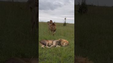Los Black Rock se saludan (Oloimina, Oloshipa y Lorkulup) #shorts #lions #bigcats #wildlife #leones