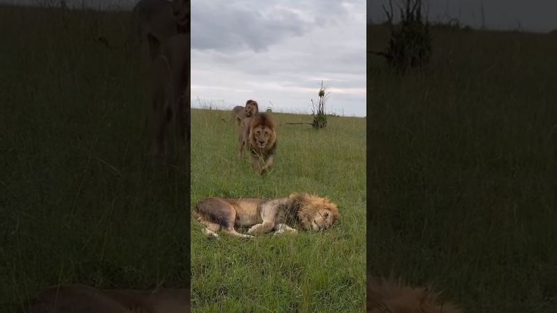 Los Black Rock se saludan (Oloimina, Oloshipa y Lorkulup) #shorts #lions #bigcats #wildlife #leones