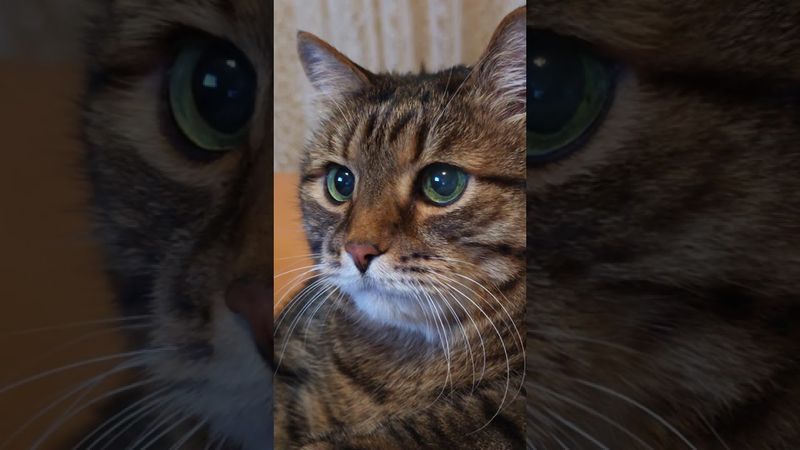 Запомни ☝️🤔🙀🤣 #cat #кот #юмор #котушка #приколы #цитаты