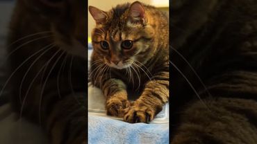 Лето☀️💸🙀🤣 #cat #кот #юмор #котушка #смех #цитаты #мем