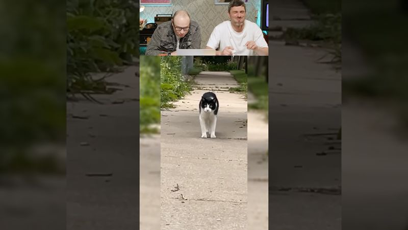 ПОПРОБУЙ НЕ РЖАТЬ! 🤣😱 ЕСТЬ ПРОБИТИЕ! Ч.38 #shorts #tiktok #Reels  #смехсводой #нельзясмеяться