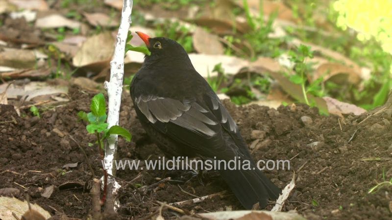 Silent songster: Grey-winged Blackbird sits in silence on an oak tree in Mussoorie