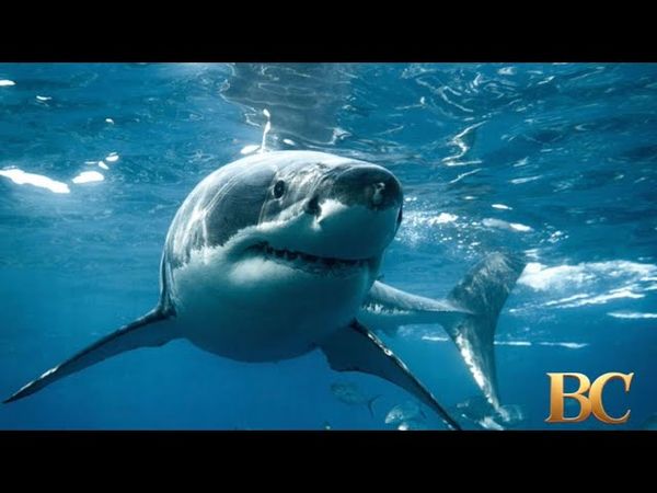 Turis AS diserang hiu saat memancing ikan di Bahama