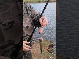 Карась на технопланктон! #рыбалка #fishing #карась