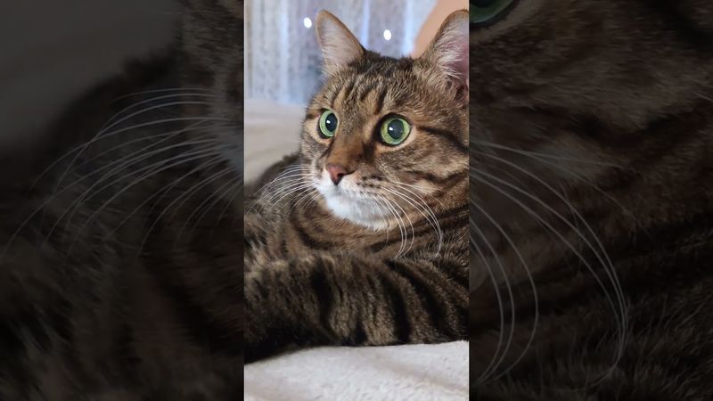 Удивительно 🙀⚗️🤔🤣 #cat #кот #юмор #котушка #приколы #цитаты #пародия #мем