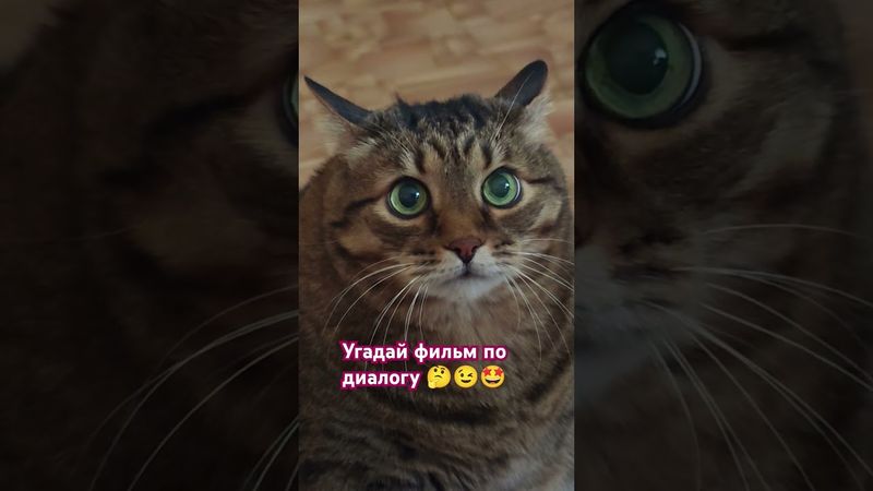 Начальником могу 🙀🤔😉🤣 #cat #кот #юмор #фильм #кино #котушка #приколы #мемы #цитаты