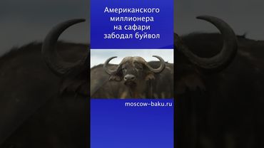 Американского миллионера на сафари забодал буйвол