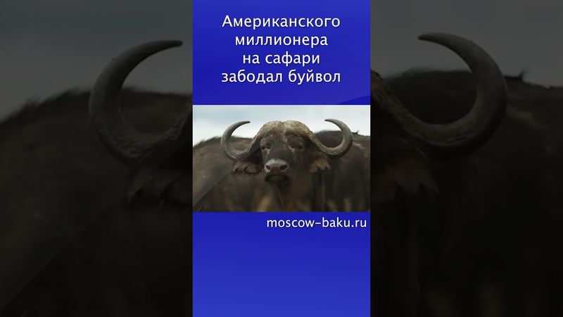 Американского миллионера на сафари забодал буйвол