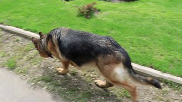 НЕМЕЦКАЯ ОВЧАРКА перед родами- 59-60-61 день беременности- следите за новостями...