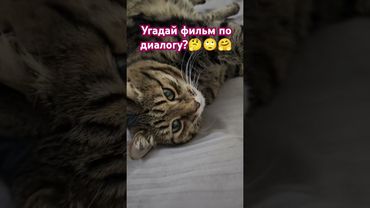 Это твоё? 🙀🤔🤗🤣 #cat #кот #юмор #кино #фильмы #котушка #приколы #мем