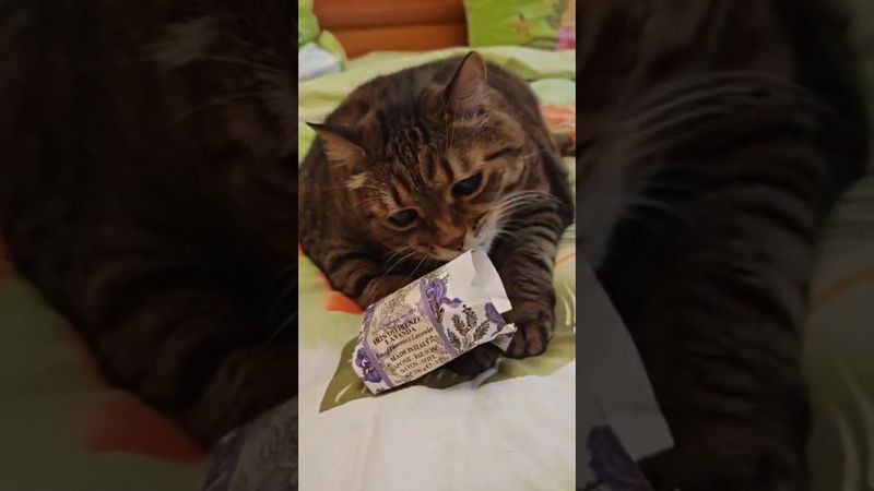 Недомечтал ✈️💸🙀🤣 #cat #кот #юмор #котушка #приколы #цитаты