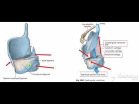 Larynx membranes & ligaments 3