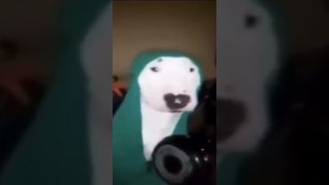 Это для мемов :) #мемасики #мем #собака #прикол #чапалах #кастрюля #ложка