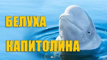 Белуха Капитолина. Санкт-Петербургский Дельфинарий на Крестовском