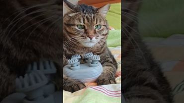 Малосольный 🙀🤔😉🤣 #cat #кот #юмор #котушка #смех #приколы #цитаты