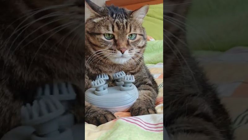 Малосольный 🙀🤔😉🤣 #cat #кот #юмор #котушка #смех #приколы #цитаты