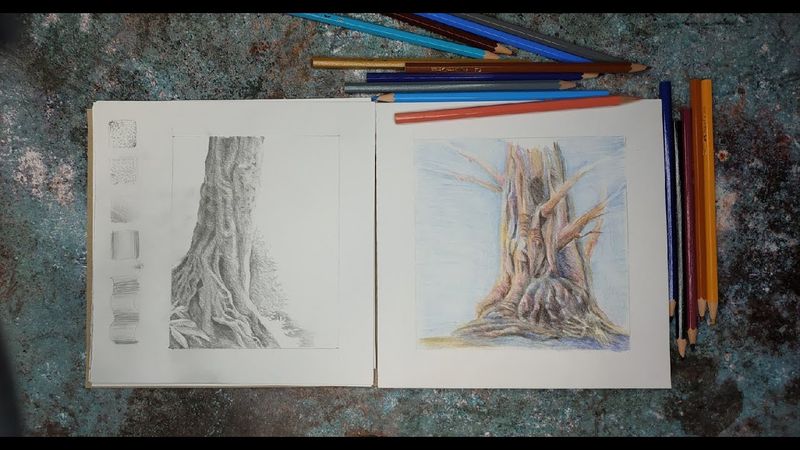 Графика цветными карандашами  Дерево