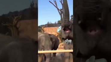 Слон крутит хоботом 🐘