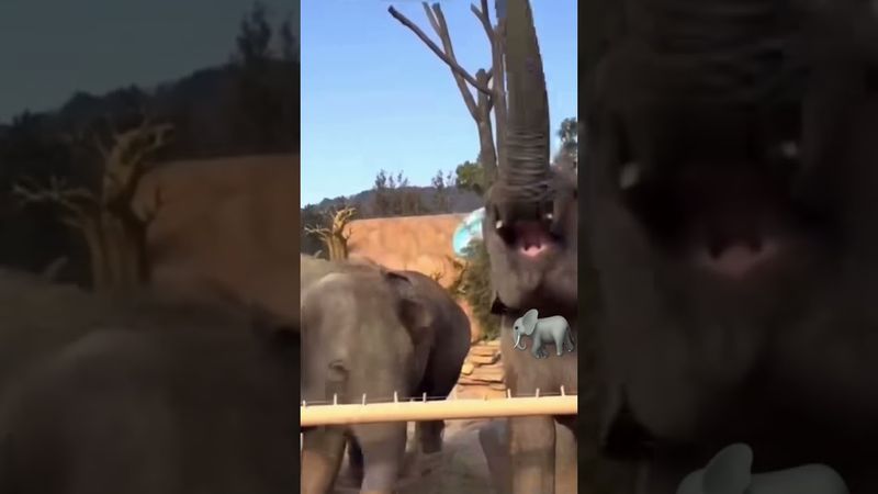 Слон крутит хоботом 🐘