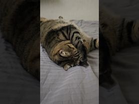 Ты уникальная личность☝️🙏🤗😻 #cat #кот #успех #котушка #прикольныекоты #цитаты