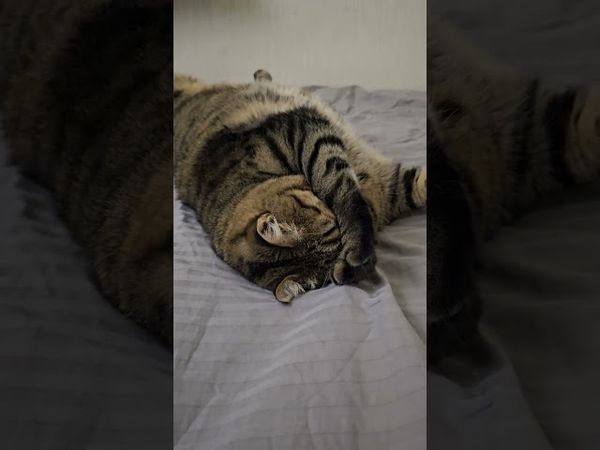 Ты уникальная личность☝️🙏🤗😻 #cat #кот #успех #котушка #прикольныекоты #цитаты