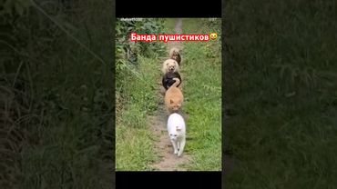 #рекомендации #cat #юмор #catvideos #мем #catshorts #dog #catlovers #funnycats #funny #funnyvideo