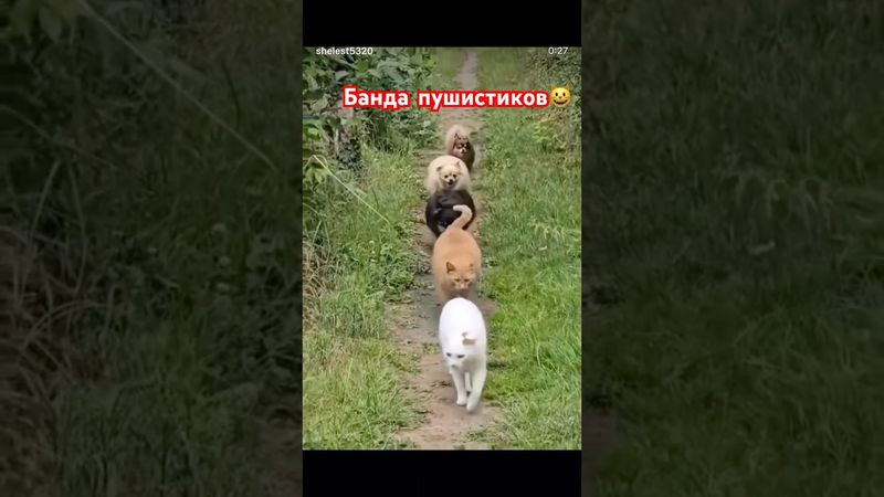 #рекомендации #cat #юмор #catvideos #мем #catshorts #dog #catlovers #funnycats #funny #funnyvideo
