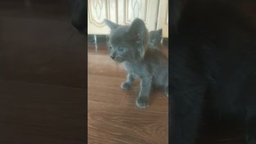 #глент #глент #reels #shorts