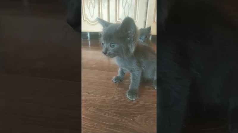 #глент #глент #reels #shorts