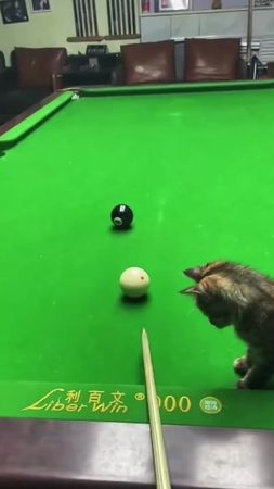 Кот и бильярд 😂 #cat #kitty #funnycat #cutecat 