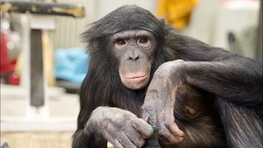 🔴СТРИМ ИЗ ЦИРКА ТБИЛИСИ С ДАНОМ ЗАПАШНЫМ И ШИМПАНЗЕ БОНЕЙ 08.03.2025