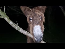 The donkey night garden