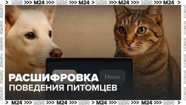 Британские ученые займутся расшифровкой поведения питомцев — Москва 24