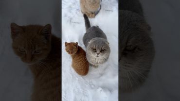 Коты просится в дом