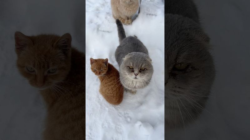 Коты просится в дом