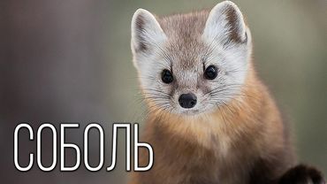 Соболь: Пушистый Хищник Тайги | Интересные факты про семейство куньих