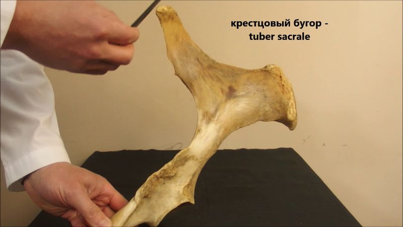 тазовые кости домашних животных