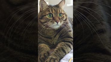 Зарядка для кошелька 👛🙀🤔🤣 #cat #кот #юмор #котушка #приколы #цитаты #смех #мем