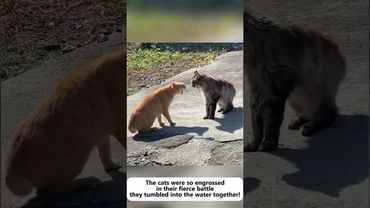 Les chats et l’eau #catlovers