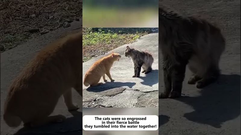 Les chats et l’eau #catlovers