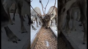 Трапеза🦌олень съел рыбу