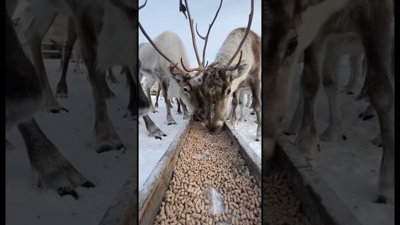 Трапеза🦌олень съел рыбу