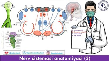 Nerv sistemasi 3. Uzunchoq miya anatomiyasi 1. Tashqi va ichki tuzilishi
